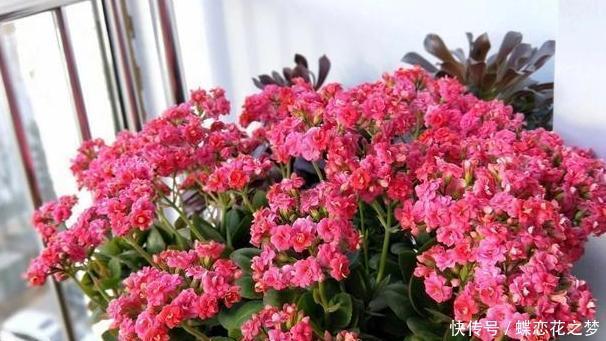 压弯|花期到了不开花用上1种“白粉末”,早晚浇一点,花多到压弯枝