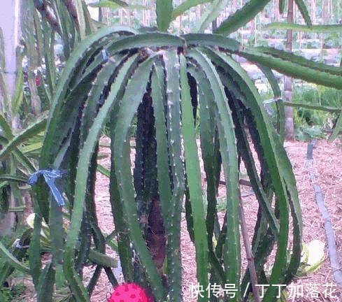 这几种水果核吃完不要扔,盆栽果树,养出郁郁葱葱的盆栽!