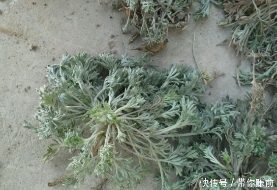 玉米面|房檐下的一株“野草”，开水烫一下就能吃，现在却卖10元一斤