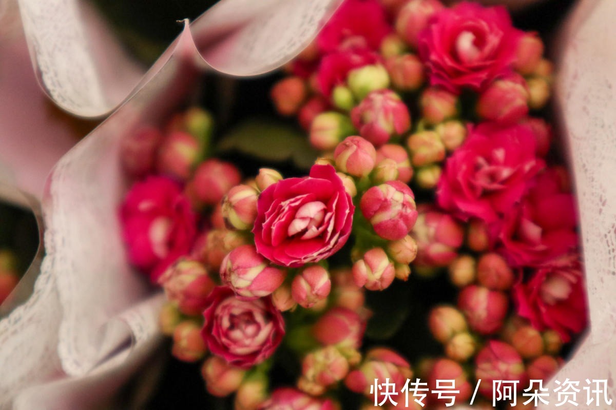 花花|小花盆才能养好的花,种在大盆里太危险,一不小心就烂根