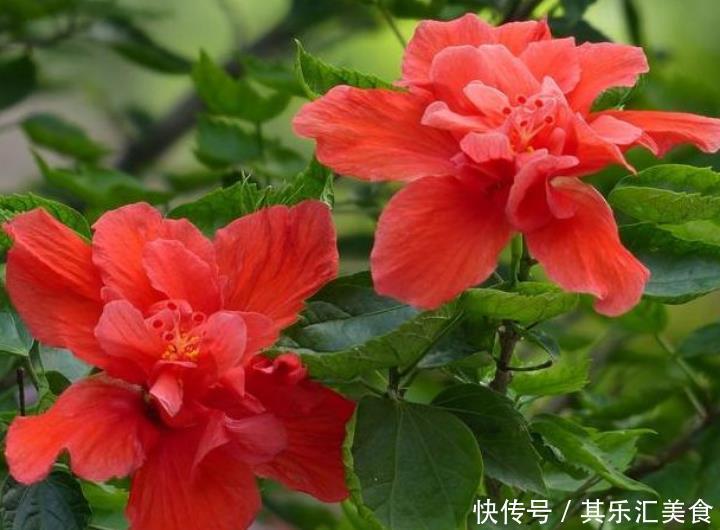 4种花超漂亮,个个美出状态,好养又漂亮,开花一茬又一茬