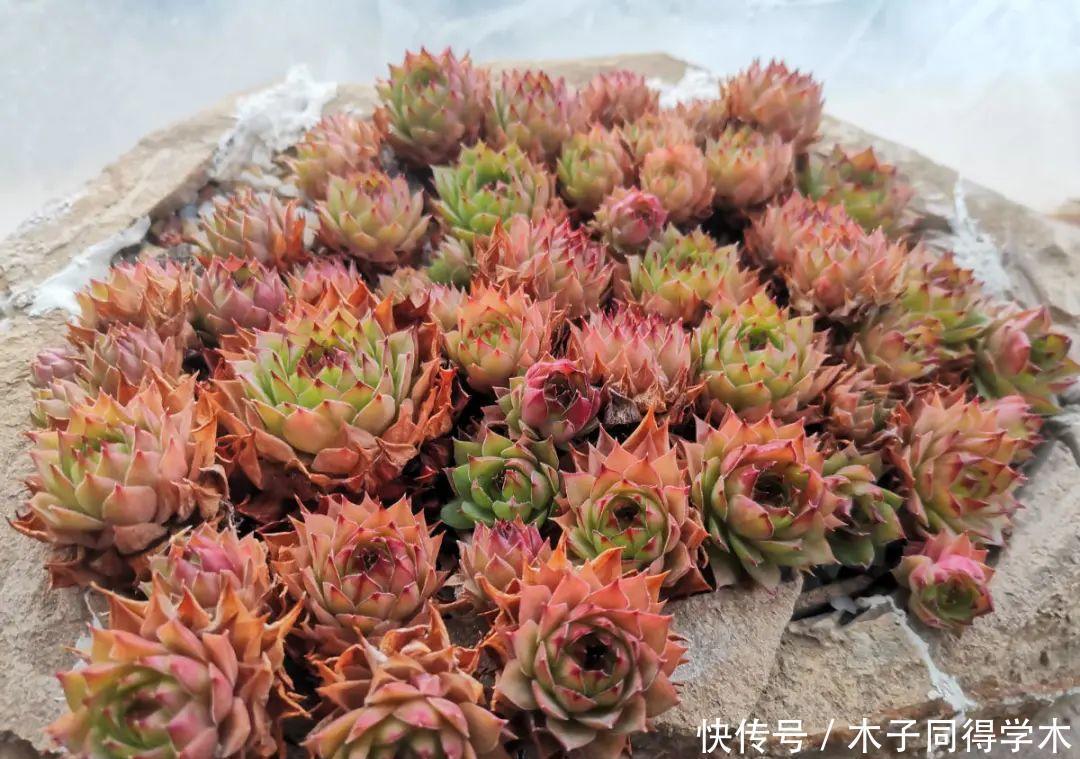 刚开始养多肉很嫌弃,后来越养越爱,打脸实录