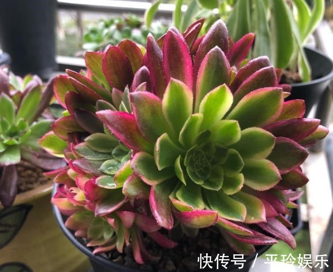 多观察多肉的生长是好是坏,把多肉的茎干养得粗壮,不存在长不大