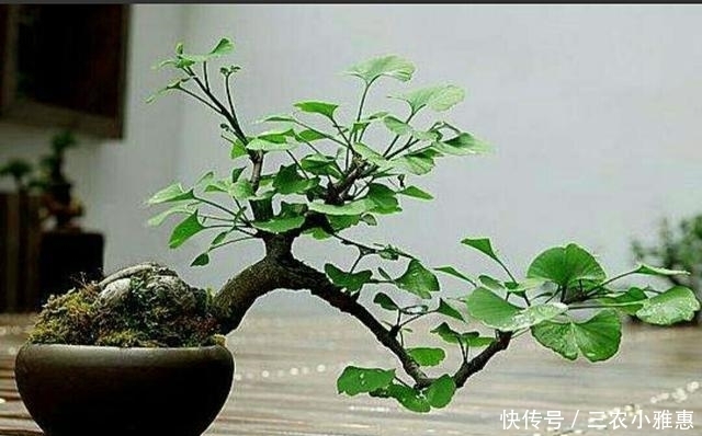 怎样才能制作出小巧玲珑、形态优美的微型盆景?