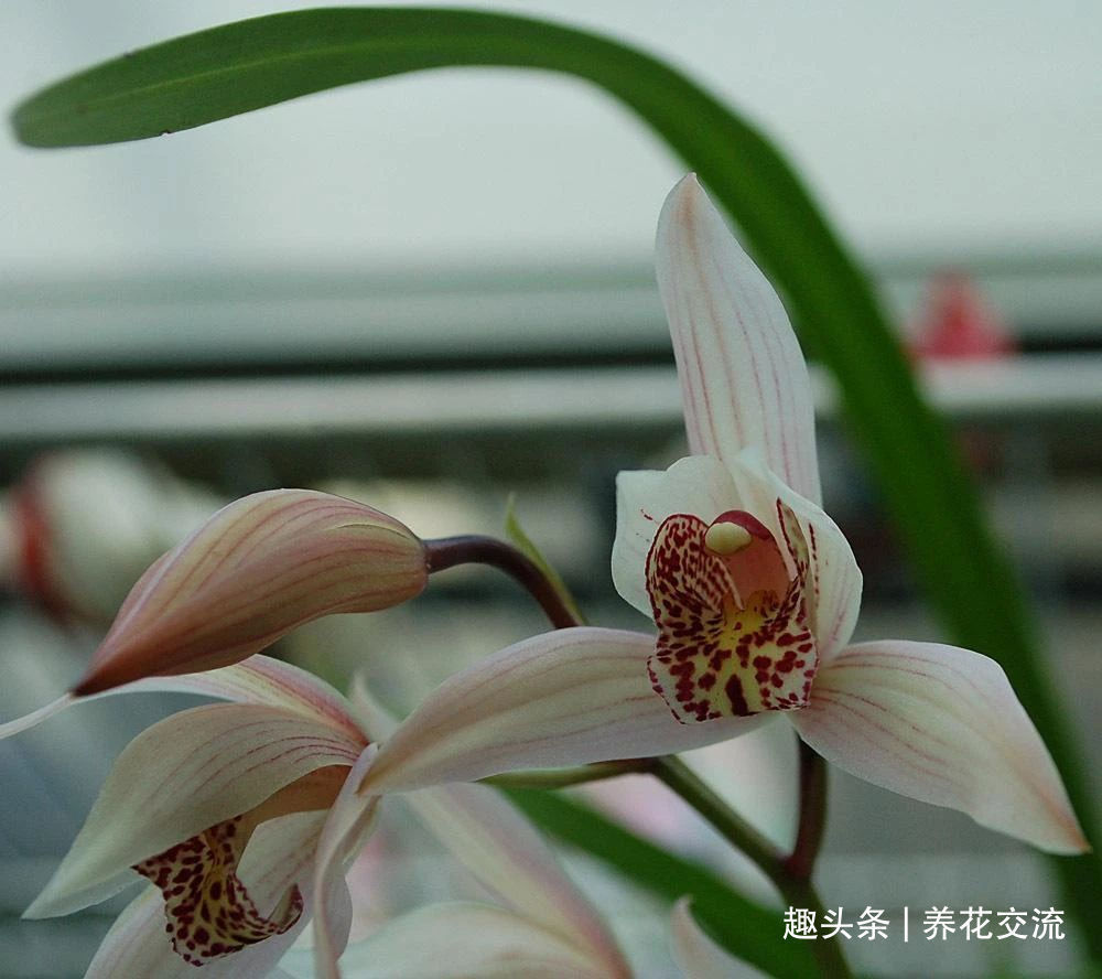 兰花|兰花五大家，春兰、蕙兰、建兰、墨兰和寒兰咋养，养护指南看这里