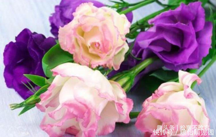 菊花|喜欢养花，就养这款，美观又大气，开花就成了花海