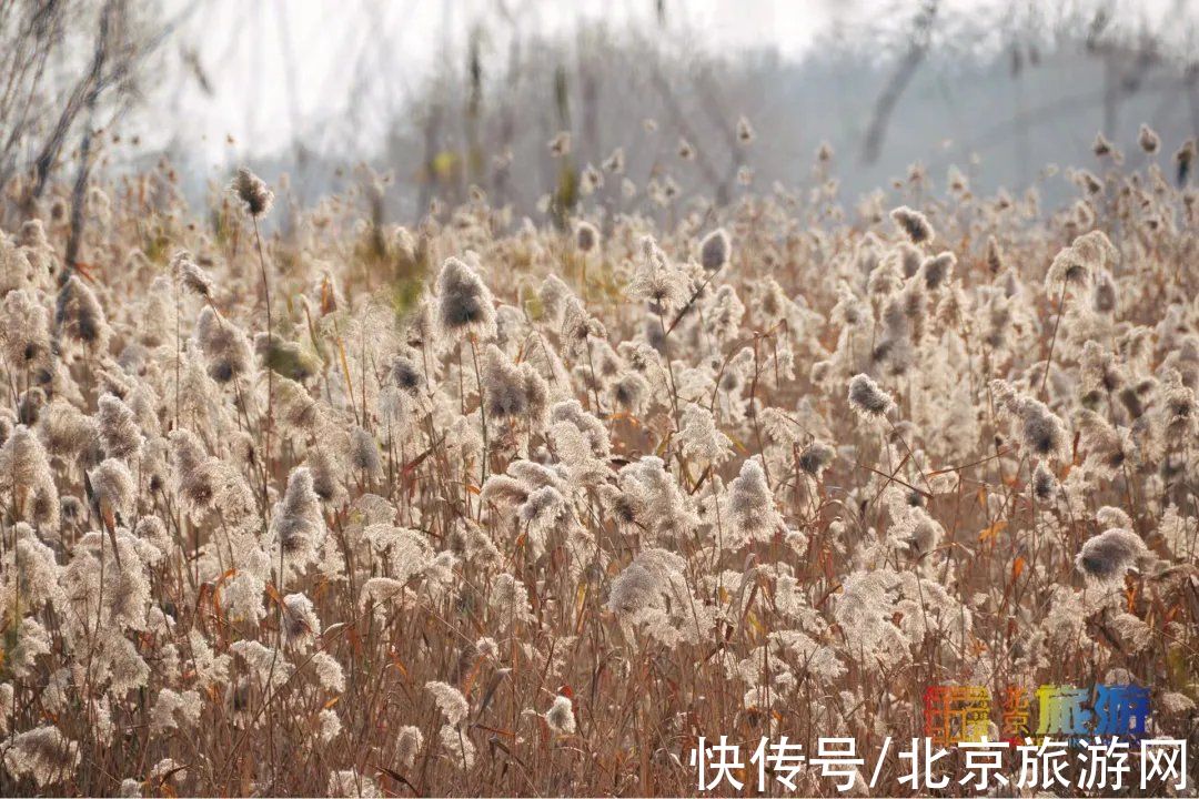 冬景|迎颜值巅峰！京城宝藏冬景实拍，昔日“两岸芦花一钓船”胜景再现~