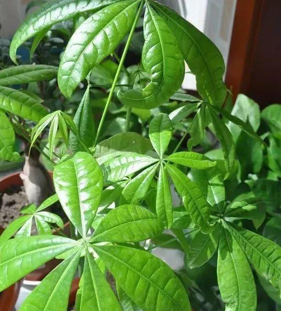 叶片|客厅养花选择6种树,自带财气,叶片油绿,旺财、旺人