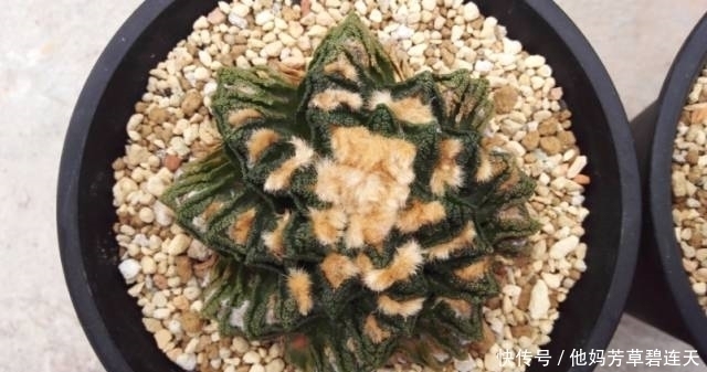 这个小盆栽居然卖600多万,快看看你家有没有!