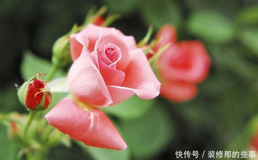  根系腐烂|快速解决栀子花、绿萝、吊兰、发财树烂根黄叶难题？1招搞定