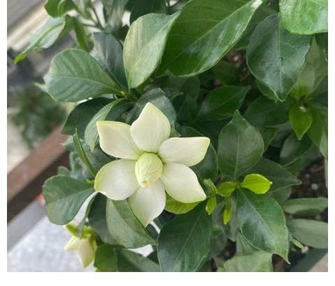 铜钱草|夏天养这三种花要注意，一天不浇水就打蔫