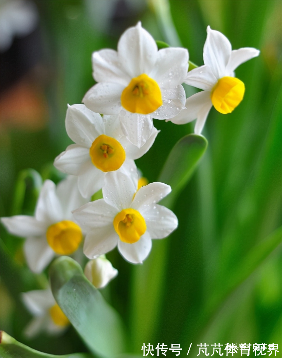 提醒:这12种“漂亮花”,不适合养在室内,别不当回事