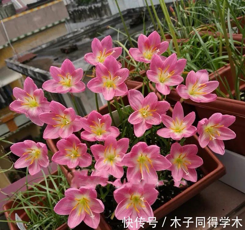 夏季|大热天什么花最耐开？此三种花“天天爆花”，开成花海