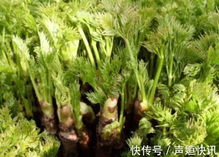 农民|乡下一种新出刺芽,价值珍贵,人称刺人参,营养价值丰富