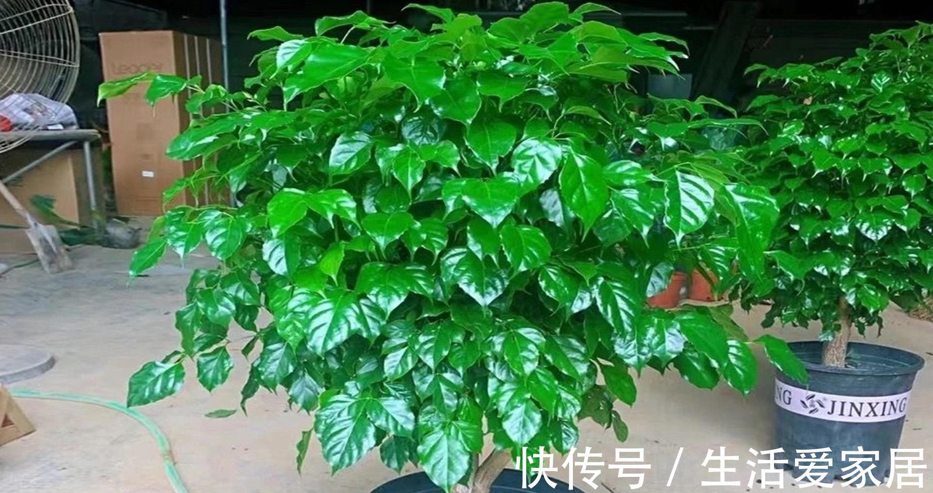 小苗|盆栽幸福树想从小苗长成大苗，只要掌握这2步，2年就能长大好几倍