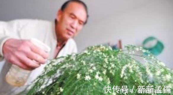 张大爷养“文竹”, 只浇“2种水”, 长出“满天星”, 效果超好!