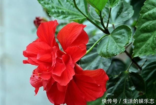 夏天养花，就养3种花，春夏秋三季都开花，花满枝头！
