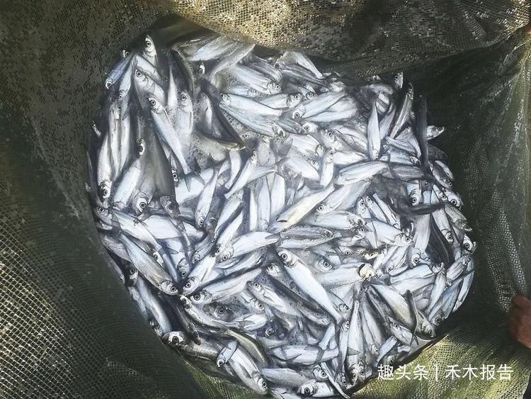 野生|过去被称为“水中一害”,离水即死很难养活,如今晒干30元一斤