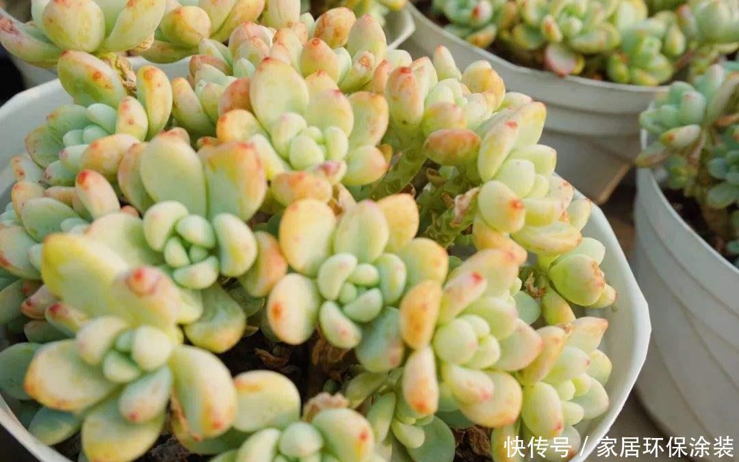 壮观|5种常见的多肉秀美又壮观,养护时,一定要避开这几个雷区