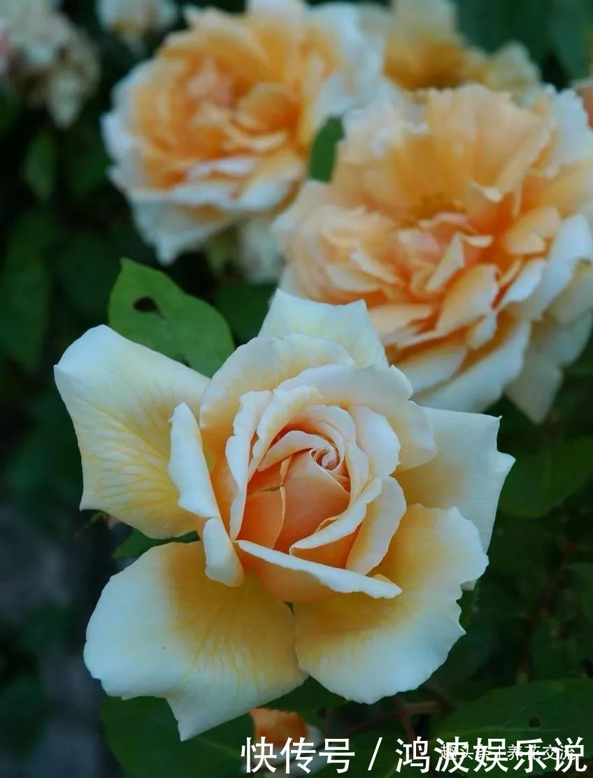 白粉病|每年剪几次,喷点药,月季可保持经常开花,不怕黄叶和感染病虫害