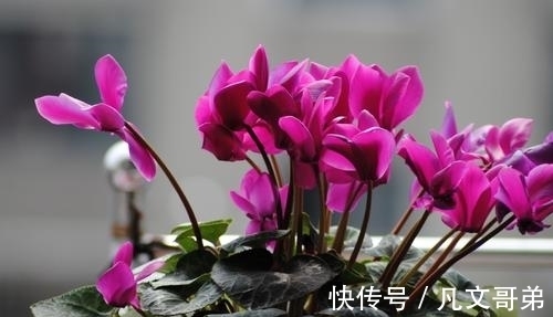 秋冬仙客来的养护用对方法,可能会一直开到夏天