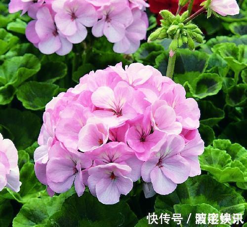 4种花,一年四季开花不断,盆栽地栽都能够轻易就开成一片