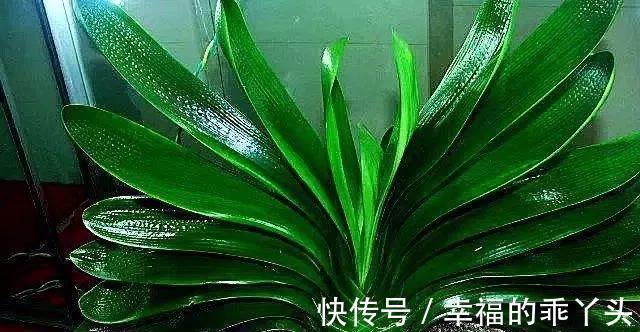 君子兰难养，原因是什么，怎么解决