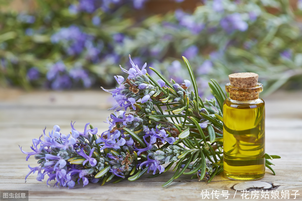 家里养一盆这种植物,不但提升“大脑能量”,还能祛食物异味