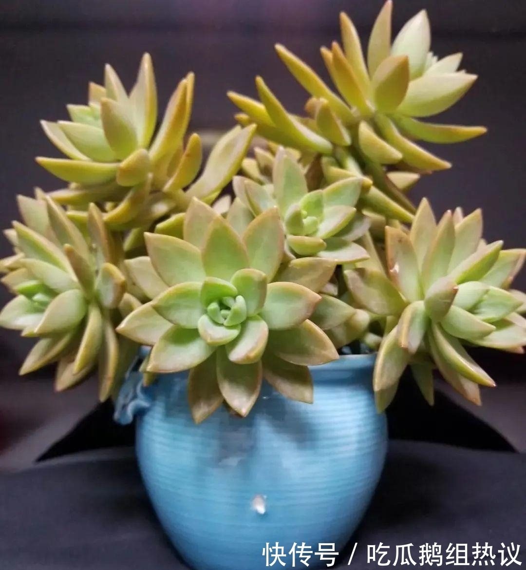 种花|9种花，夏天休眠了，一定少浇水，否则越浇越死