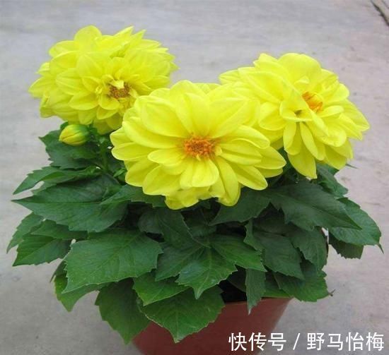 立秋后 这2种档次花 摆在家里观赏性强 一直开花到初冬 粉紫色 立秋后 这2种档次花 摆在家里观赏性强 一直开花到初冬 粉紫色