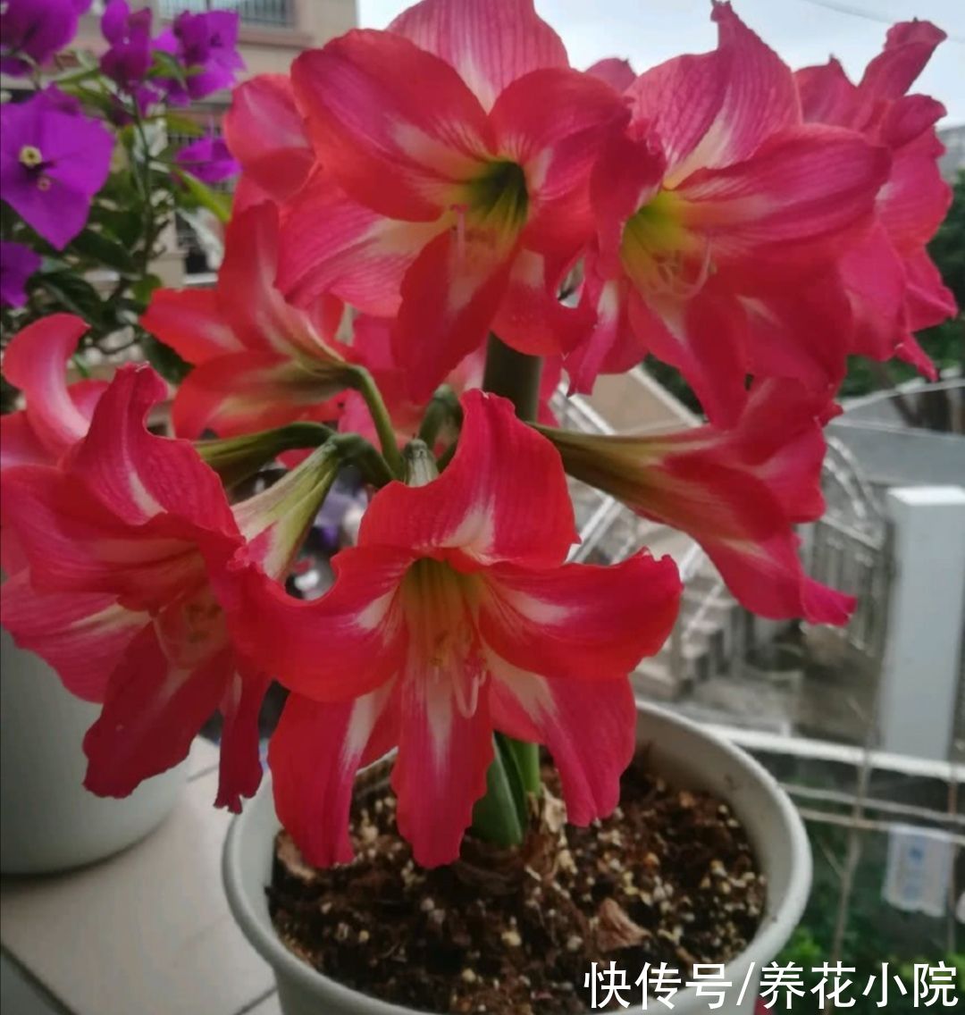 光合作用|夏天朱顶红这么养，种球长得硕大饱满，花期才能开花更大更鲜艳