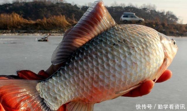 水草|大鲫鱼藏在哪这5个地方都是鱼窝,看你错过了多少鱼