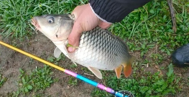 钓鱼|野钓“必选钓位”教学,用盘车鱼竿钓鱼,学会就能钓获野生大鲤鱼