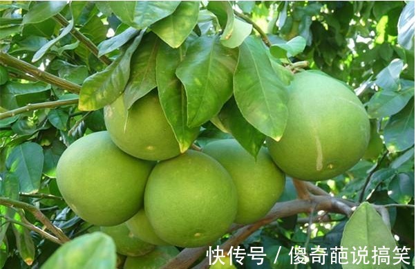 糖尿病患者|真正可以“降血糖”的4个水果,糖人食用它们准没错