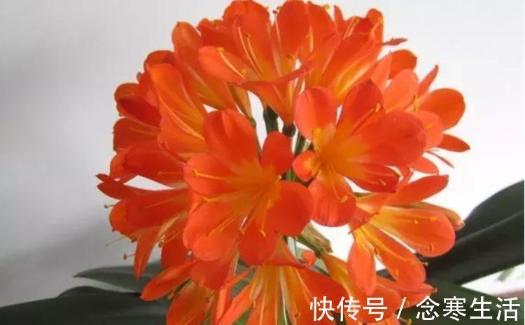 大花球|养君子兰“不要等”,盆里加“1物”,快速出箭开出“大花球”