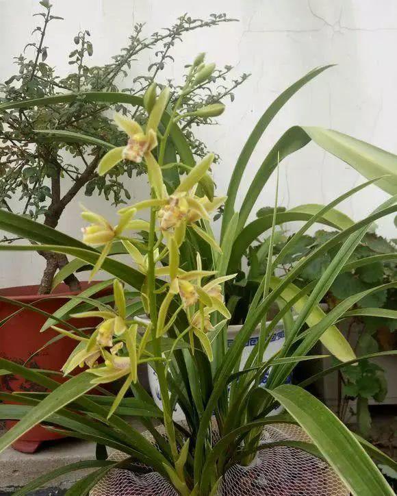 古代|5种吉利花，是古代人的“富贵花”，能活几百年，富贵又吉利