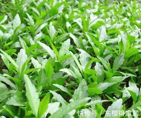 养肝护肝|养肝就是抗衰老，3种常见野菜，养肝护肝，肝脏排毒，女人更年轻