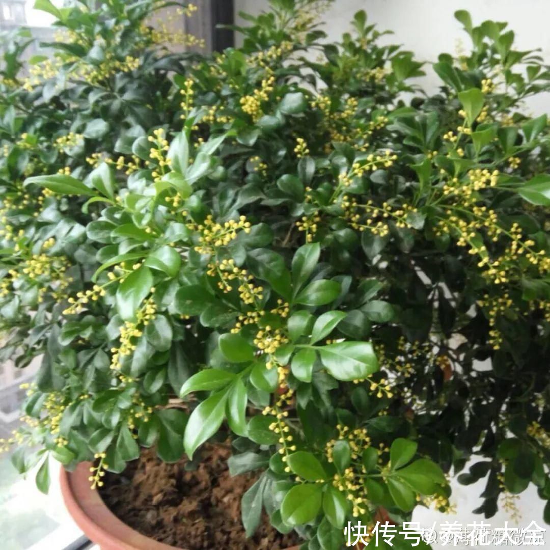 晒不死、热不死的花，越晒花越多，越热长越快