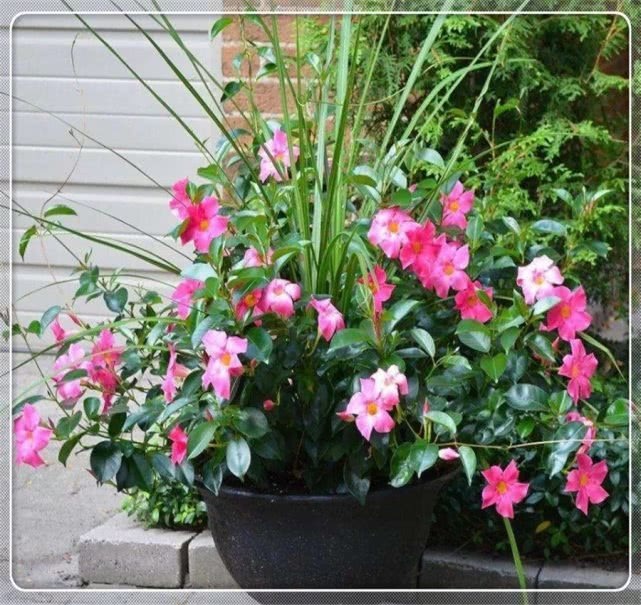 这样养护飘香藤,飘香藤才能开的花越多越艳,开爆盆