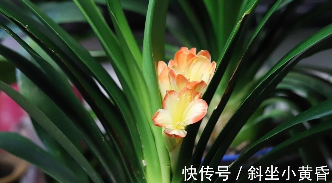 养好君子兰,要注意这些细节,君子兰才能生长旺盛