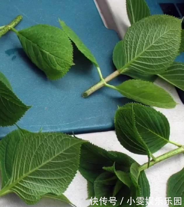 成活率|4种漂亮花,5月快扦插,20天生根,残枝别浪费