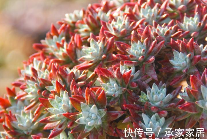 多头群生|秋天正好入手多肉白菊,不过温度超过30度难发根,想养活要讲技巧