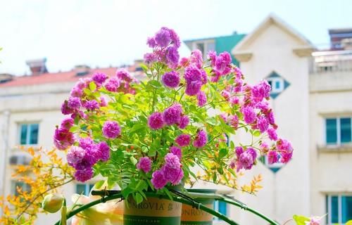 阳台养花，养棵“爆香紫”吧，打理简单，四季有花看，花香飘满屋