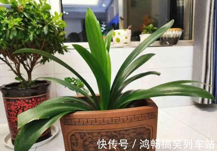 浇水|家里有此7种花,少浇水不能晒,天热要休眠早看早知道