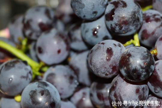 洗葡萄时,用盐水洗等于吃虫卵!老果农教你一妙招,虫卵乖乖溜走