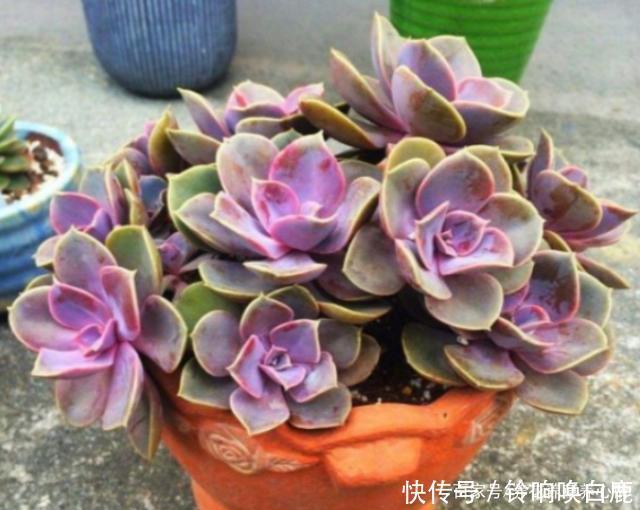 秋天就买这8种多肉，叶片变得红红的，好漂亮