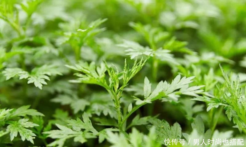 最茂盛|清明过后,这6种野菜不吃太可惜,营养丰富,多吃能增强抵抗力!