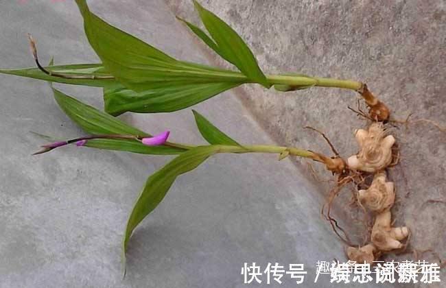 痔疮|农村这个植物，一个名字竟是两种东西，一种能毒鱼一种治痔疮