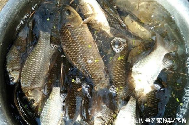 怪不得老钓手从不买饵,原来这3种东西才是大板鲫的最爱,服了