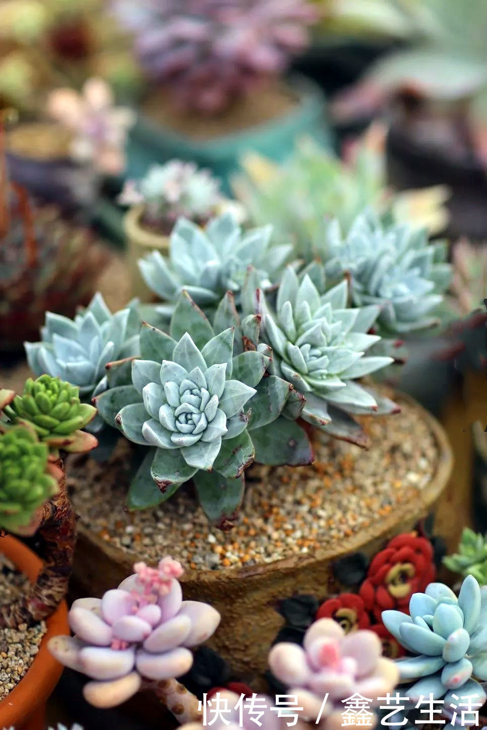 多肉种子多久可以成型